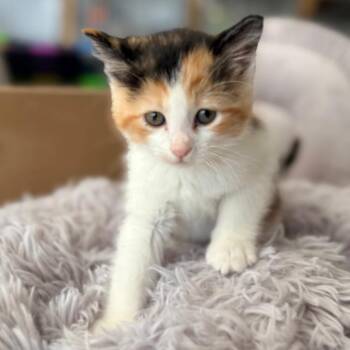 Fancy -  Domestic Medium Hair Cat for Adoption in Blackfoot, Idaho - Fancy | PetCurious