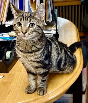 Sassy -  Domestic Short Hair Cat for Adoption in East Greenville, Pennsylvania - Sassy | PetCurious