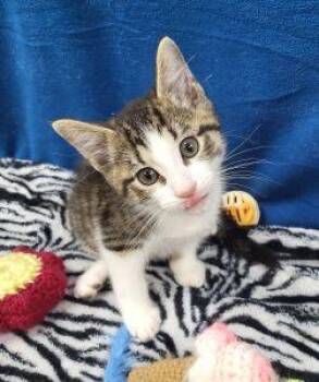 Pablo -  Domestic Short Hair Cat Available for Adoption in Bucyrus, Ohio - Pablo | PetCurious