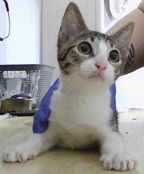 Stripe -  Domestic Short Hair Cat for Adoption in Dayton, Minnesota - Stripe | PetCurious