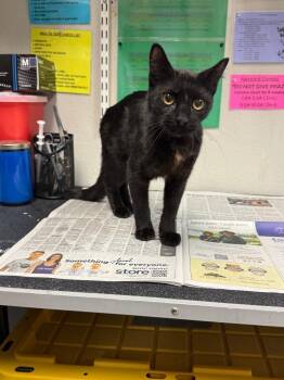 Ravenna -  Domestic Short Hair Cat for Adoption in Sorrento, Louisiana - Ravenna | PetCurious