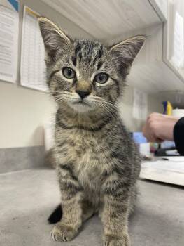 Conway -  Domestic Short Hair Cat for Adoption in Bemidji, Minnesota - Conway | PetCurious