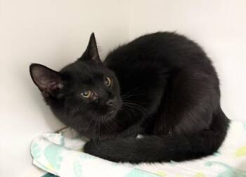 Princess -  Domestic Short Hair Cat for Adoption in Rochester, Indiana - Princess | PetCurious