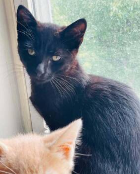 Kylo -  Domestic Short Hair Cat for Adoption in Salisbury, North Carolina - Kylo | PetCurious
