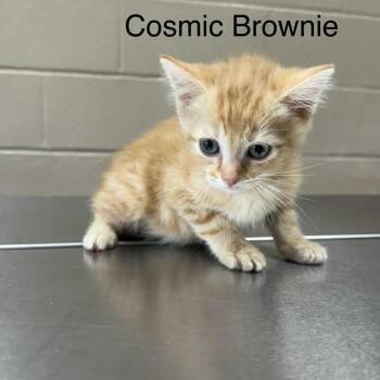 Cosmic Brownie -  Domestic Medium Hair Cat for Adoption in Jacksboro, Tennessee - Cosmic Brownie | PetCurious