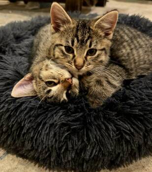 Rescue Domestic Short Hair Cats for Adoption in Wading River, New York - Lisa | PetCurious
