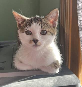 Lila -  Domestic Short Hair Cat for Adoption in Walkerville, Montana - Lila | PetCurious