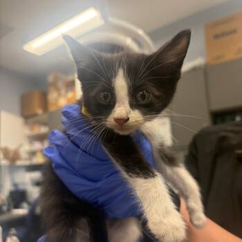 Coraline -  Domestic Short Hair Cat for Adoption in Milton, Florida - Coraline | PetCurious