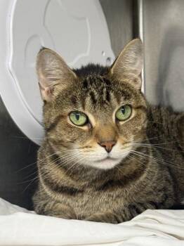 Bronson -  Domestic Short Hair Cat for Adoption in West Chester, Pennsylvania - Bronson | PetCurious