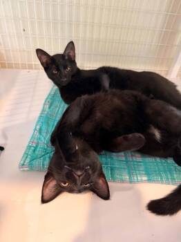 Ferguson -  Domestic Short Hair Cat for Adoption in Vancouver, Washington - Ferguson | PetCurious