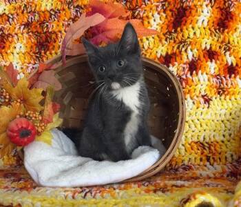 STERLING -  Domestic Medium Hair and Domestic Short Hair Cat for Adoption in Omaha, Nebraska - STERLING | PetCurious
