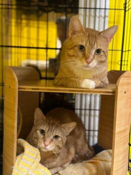 Rescue Domestic Short Hair Cats for Adoption in Chicago, Illinois - Royce | PetCurious