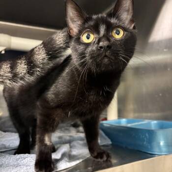 Macintosh CS-213/26 -  Domestic Short Hair Cat for Adoption in Burlington, Ontario - Macintosh CS-213/26 | PetCurious