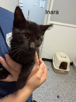 Inara -  Domestic Short Hair Cat for Adoption in Bryan, Ohio - Inara | PetCurious