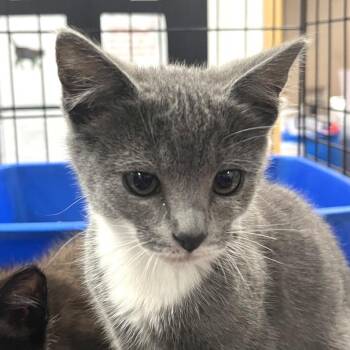 Scooter -  Domestic Short Hair Cat for Adoption in Idaho Falls, Idaho - Scooter | PetCurious