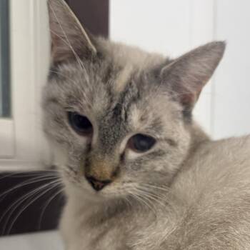 Tizzy -  Domestic Short Hair Cat for Adoption in Auburn, Nebraska - Tizzy | PetCurious