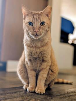Domestic Short Hair Cats Available for Adoption in Denver, Colorado - Chicken Nugget | PetCurious