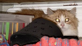 Rescue Tabby and Domestic Long Hair Cats for Adoption - Jude | PetCurious