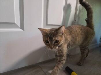 Anastasia -  Domestic Short Hair Cat for Adoption in Tucson, Arizona - Anastasia | PetCurious