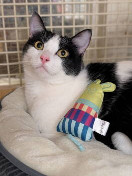 Rescue Domestic Short Hair Cats for Adoption in Dallas, Texas - Nezuko 4661 | PetCurious