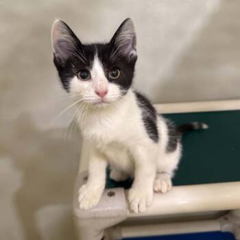 Baguette -  Domestic Short Hair Cat for Adoption in Penn Yan, New York - Baguette | PetCurious