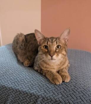 Rescue Domestic Short Hair Cats for Adoption in Fort Worth, Texas - Liam Neeson | PetCurious