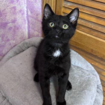Billy -  Domestic Short Hair Cat for Adoption in Grantsville, Utah - Billy | PetCurious
