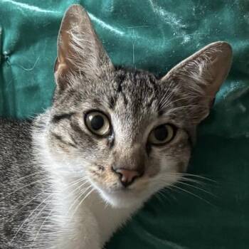 Finnegan -  Domestic Short Hair Cat for Adoption in Los Angeles, California - Finnegan | PetCurious