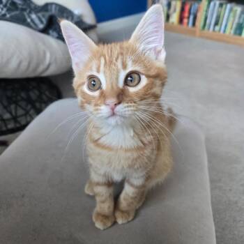 Kate -  Domestic Short Hair Cat for Adoption in Bentonville, Arkansas - Kate | PetCurious