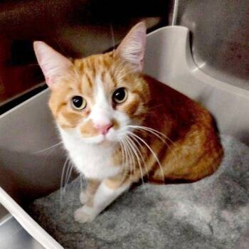 MOCHI -  Tabby Cat for Adoption in Henderson, Nevada - MOCHI | PetCurious