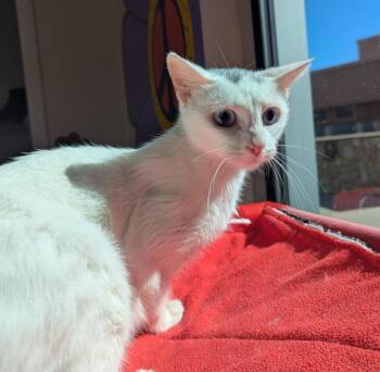 Rescue Domestic Short Hair Cats for Adoption in Sacramento, California - ELSA | PetCurious