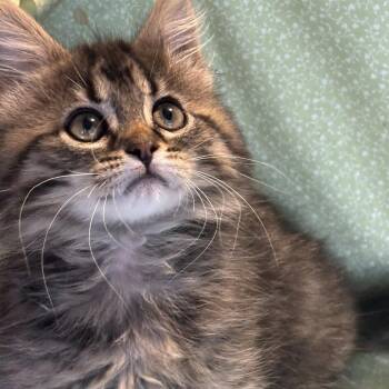 Domestic Medium Hair Cats Available for Adoption - Jill | PetCurious