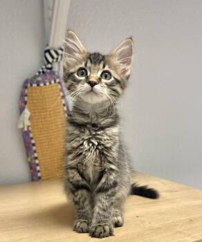 Sardine -  Domestic Long Hair and Tabby Cat for Adoption in Jamestown, California - Sardine | PetCurious