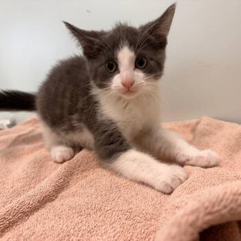 Rummy -  Domestic Short Hair Cat for Adoption in Clavet, Saskatchewan - Rummy | PetCurious