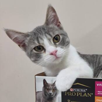 Pecan -  Domestic Short Hair Cat for Adoption in Portage, Michigan - Pecan | PetCurious