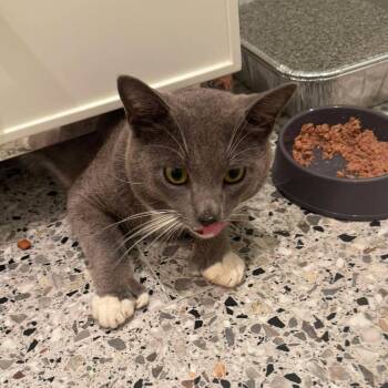 Toby -  Domestic Short Hair Cat for Adoption in New York, New York - Toby | PetCurious