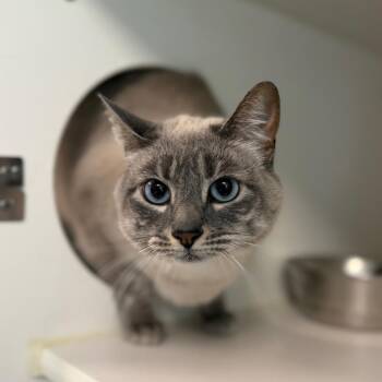 Zoe -  Domestic Short Hair Cat for Adoption in Tulsa, Oklahoma - Zoe | PetCurious