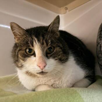 Domestic Short Hair Cats Available for Adoption - Valentino | PetCurious