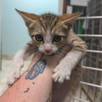 Rescue Domestic Short Hair Cats for Adoption in Titusville, Florida - Radiator | PetCurious