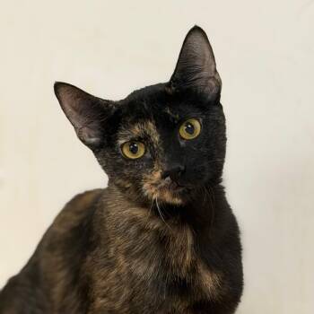 Hershey -  Domestic Short Hair Cat for Adoption in Las Vegas, Nevada - Hershey | PetCurious