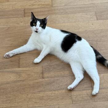 Baby -  Domestic Short Hair Cat Available for Adoption in Jupiter, Florida - Baby | PetCurious