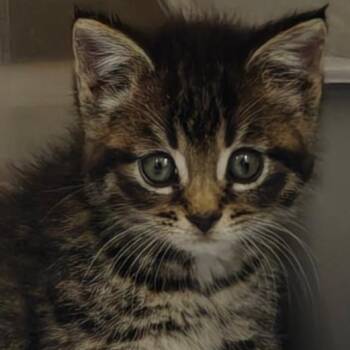 Enola -  Domestic Short Hair Cat for Adoption in York, Pennsylvania - Enola | PetCurious