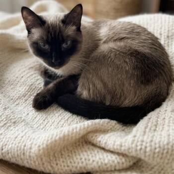 MACHA -  Siamese and Domestic Short Hair Cat for Adoption in Methuen, Massachusetts - MACHA | PetCurious