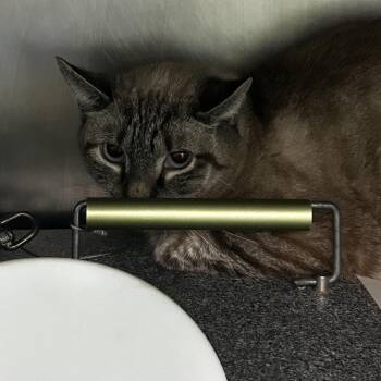 Chai Latte -  Siamese Cat for Adoption in Newark, New Jersey - Chai Latte | PetCurious