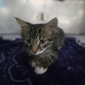 Sir Francis -  Domestic Medium Hair Cat for Adoption in San Jacinto, California - Sir Francis | PetCurious