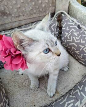 Plum-Blossom BR14577-T LOCAL Adoption Event in Burlington 8/22 -  Siamese Cat for Adoption in Missouri City, Texas - Plum-Blossom BR14577-T LOCAL Adoption Event In Burlington 8/22 | PetCurious