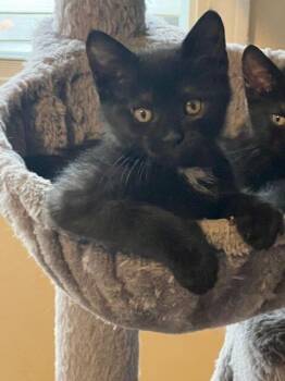 Rescue Domestic Short Hair Cats for Adoption - Electron | PetCurious