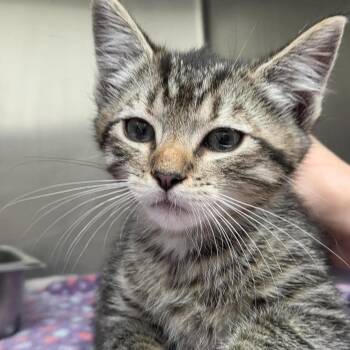 Domestic Short Hair Cats Available for Adoption in Gloucester, Virginia - Harley | PetCurious