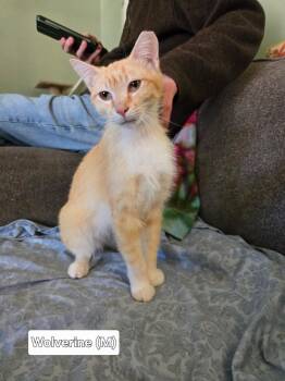 Siamese and Tabby Cats Available for Adoption in Broken Arrow, Oklahoma - Wolverine | PetCurious