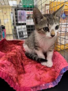 Domestic Short Hair Cats Available for Adoption in Fort Myers, Florida - GRACIE | PetCurious